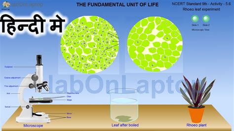 rhoeo leaf|rhoeo leaf experiment class 9.